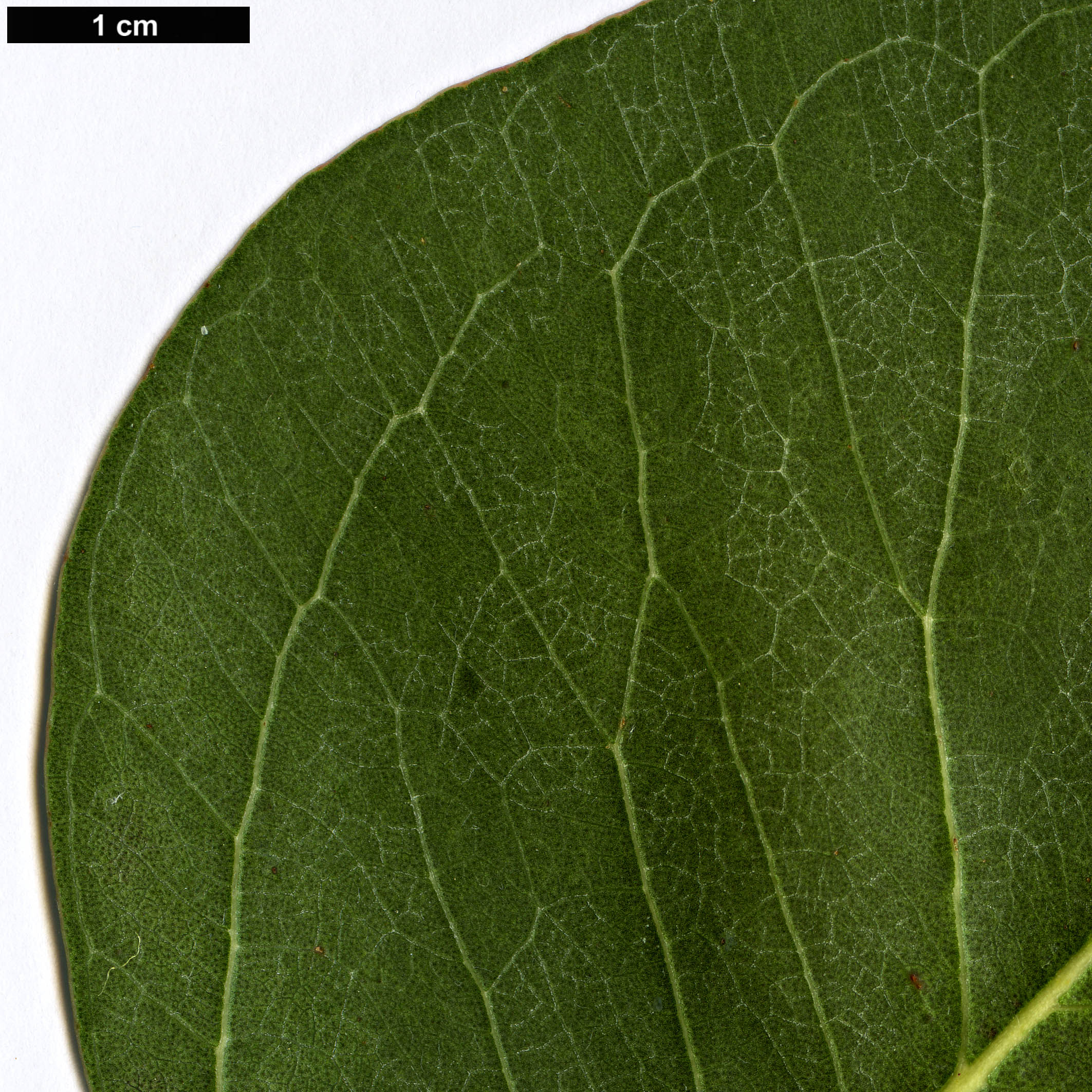 High resolution image: Family: Myrtaceae - Genus: Eucalyptus - Taxon: amplifolia - SpeciesSub: subsp. amplifolia